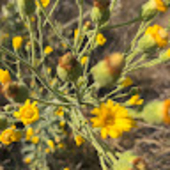 Meet your Posher, Estella - Picture 1 of 1